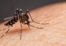 Dengue avança pelo país e casos confirmados ultrapassam 500 mil